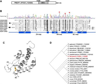 The Putative Bromodomain Protein PfBDP7 of the Human Malaria Parasite Plasmodium Falciparum Cooperates With PfBDP1 in the Silencing of Variant Surface Antigen Expression